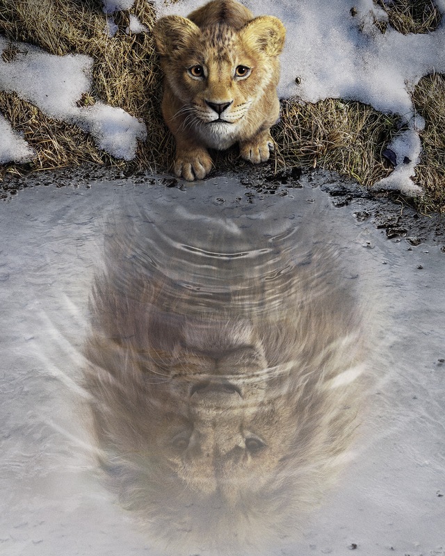 Komar Wandbild »Disney Mufasa The Lion King« Disney Set, 1 Stk. tlg. 40 x 50 cm (Breite x Höhe) - Kinderzimmer, Dekoration