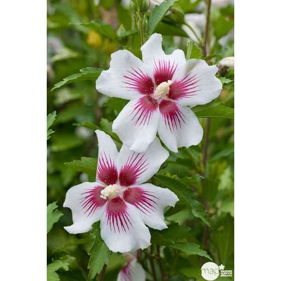 Hibiscus syriacus : ctr 15 litres