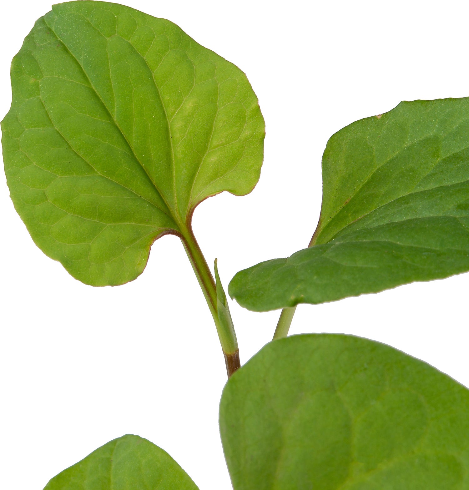 Moerasanemoon (Houttuynia cordata) D 9 H 20 cm