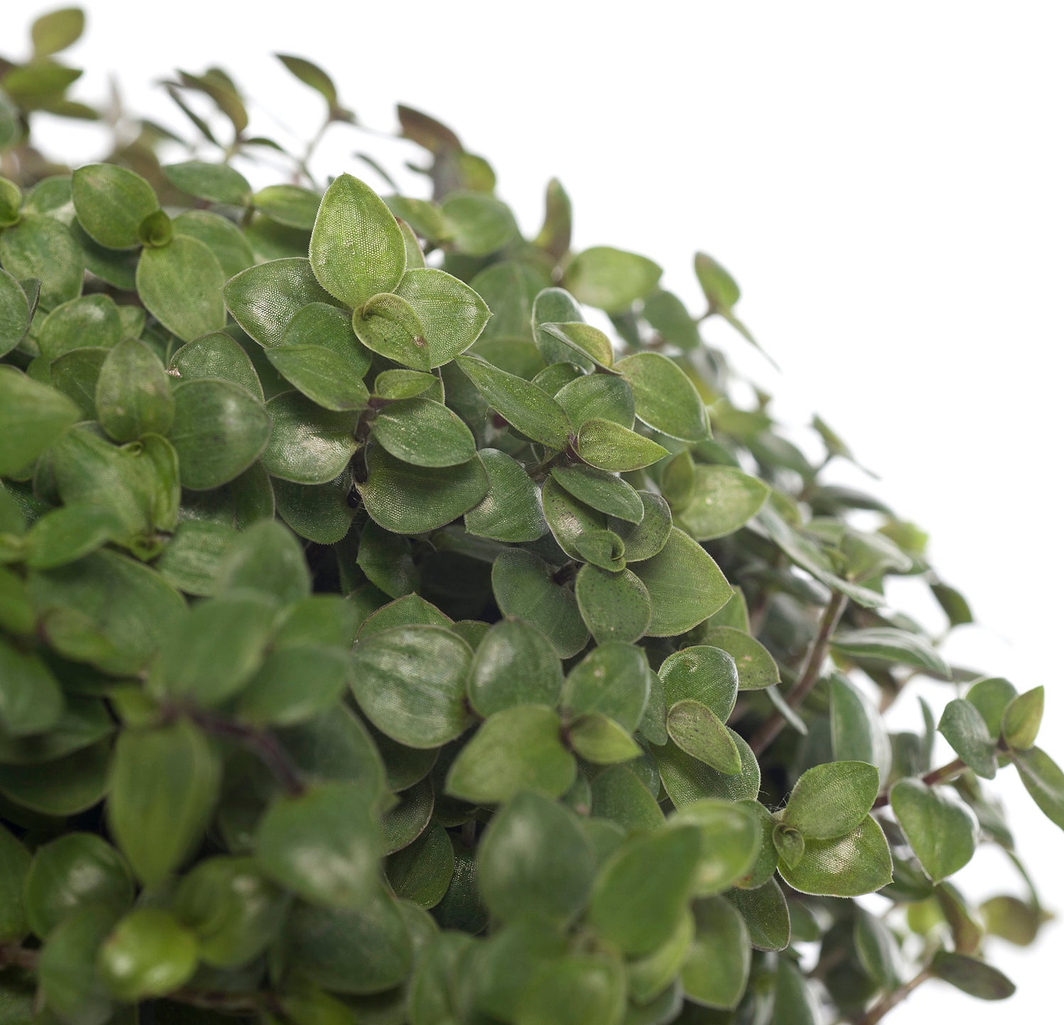 Schildpadplant (Callisia repens) D 12 H 15 cm