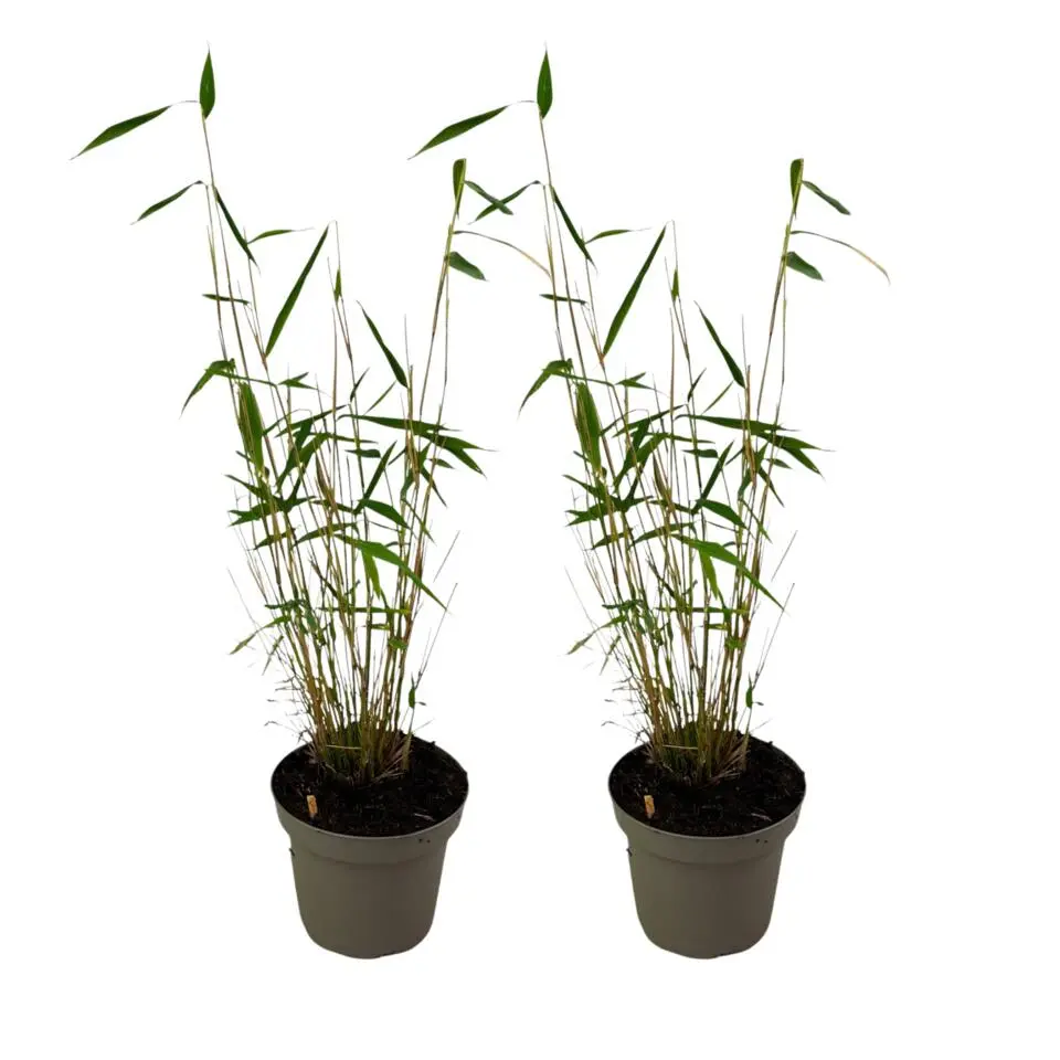 Blauwe bamboe - Set van 2 - Fargesia 'Blue Dragon' - Hoogte 30-40cm - ⌀13cm
