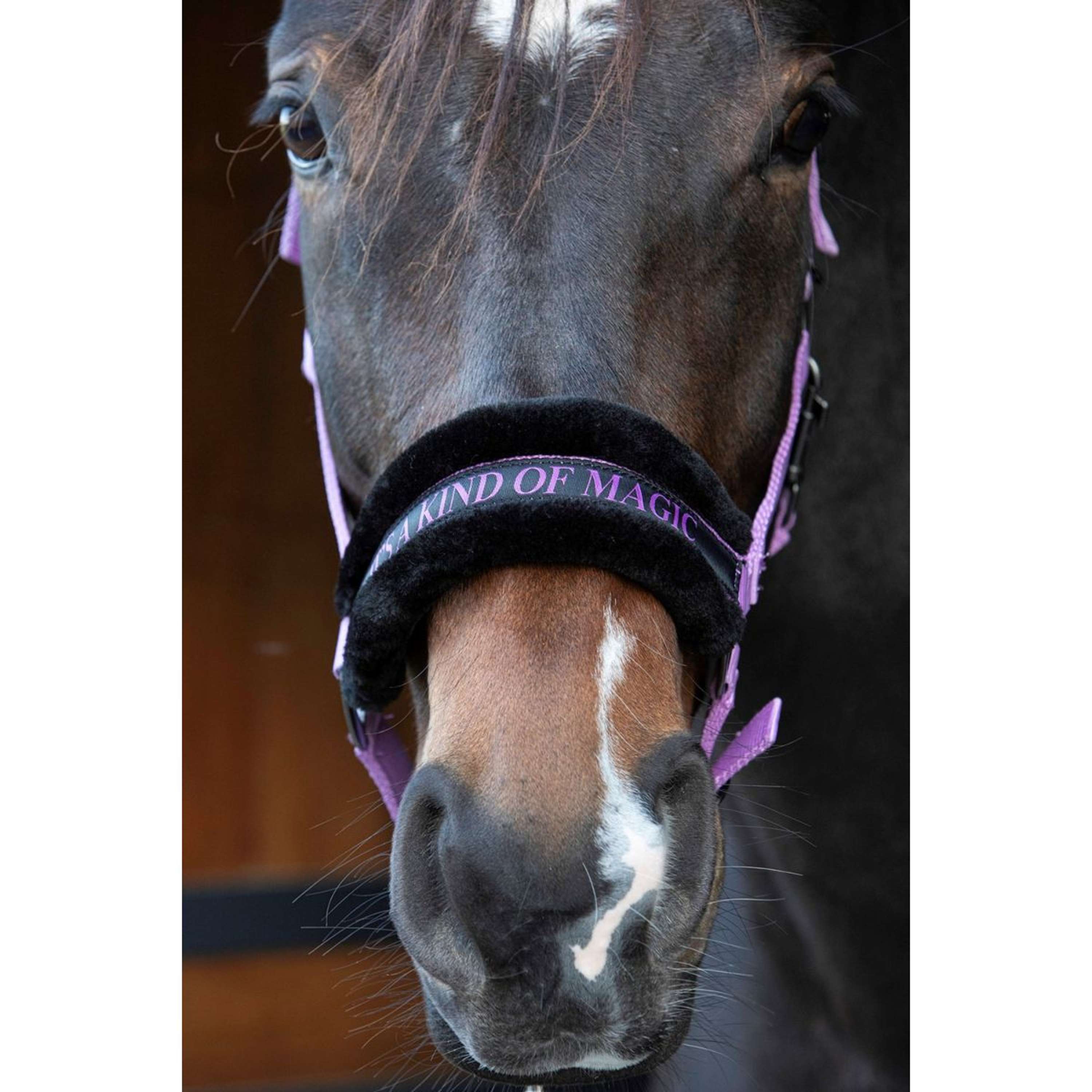 Harry's Horse Halster Lyrics Quotes Lila