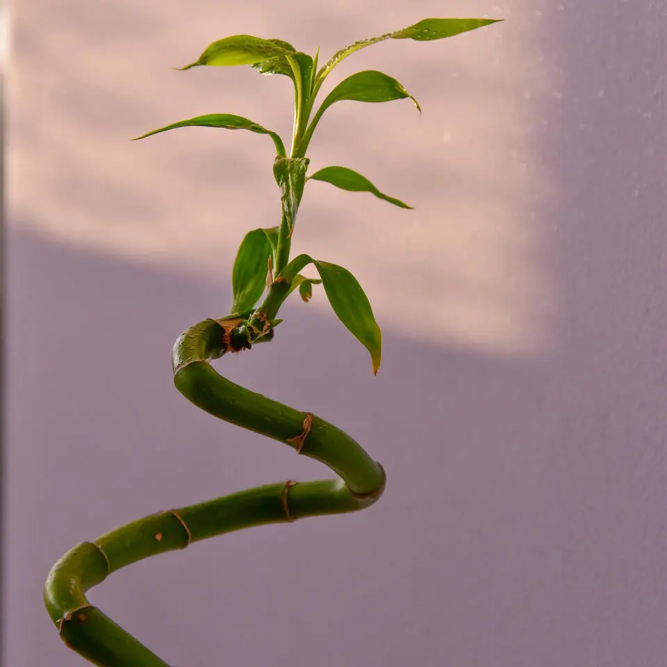 Geluksbamboe - Set van 12 - Dracaena sanderiana - Hoogte 40-50cm - ⌀2cm