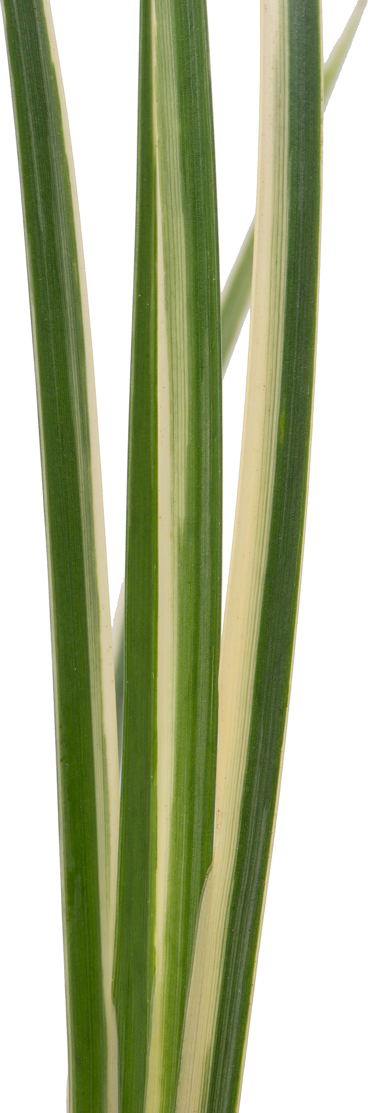 Mini Bonte Kalmoes (Acorus calamus 'Gramineus') D 9 H 30 cm