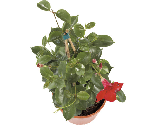 Dipladenia, trechtervormige bloemenpiramide Dipladenia mandevilla H 50-60 cm Ø 17 cm pot roze, rood, willekeurige kleurselectie