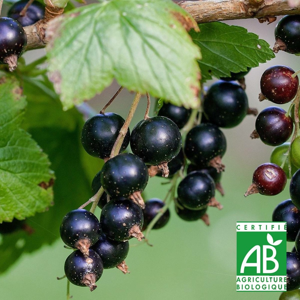 Cassis nigrum titania bio/ribes nigrum titania[-]pot de 3l - ab