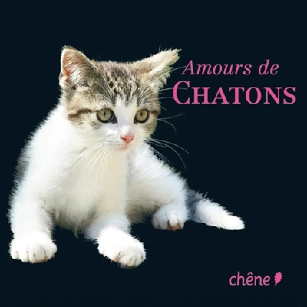 Amours de chatons · Occasion