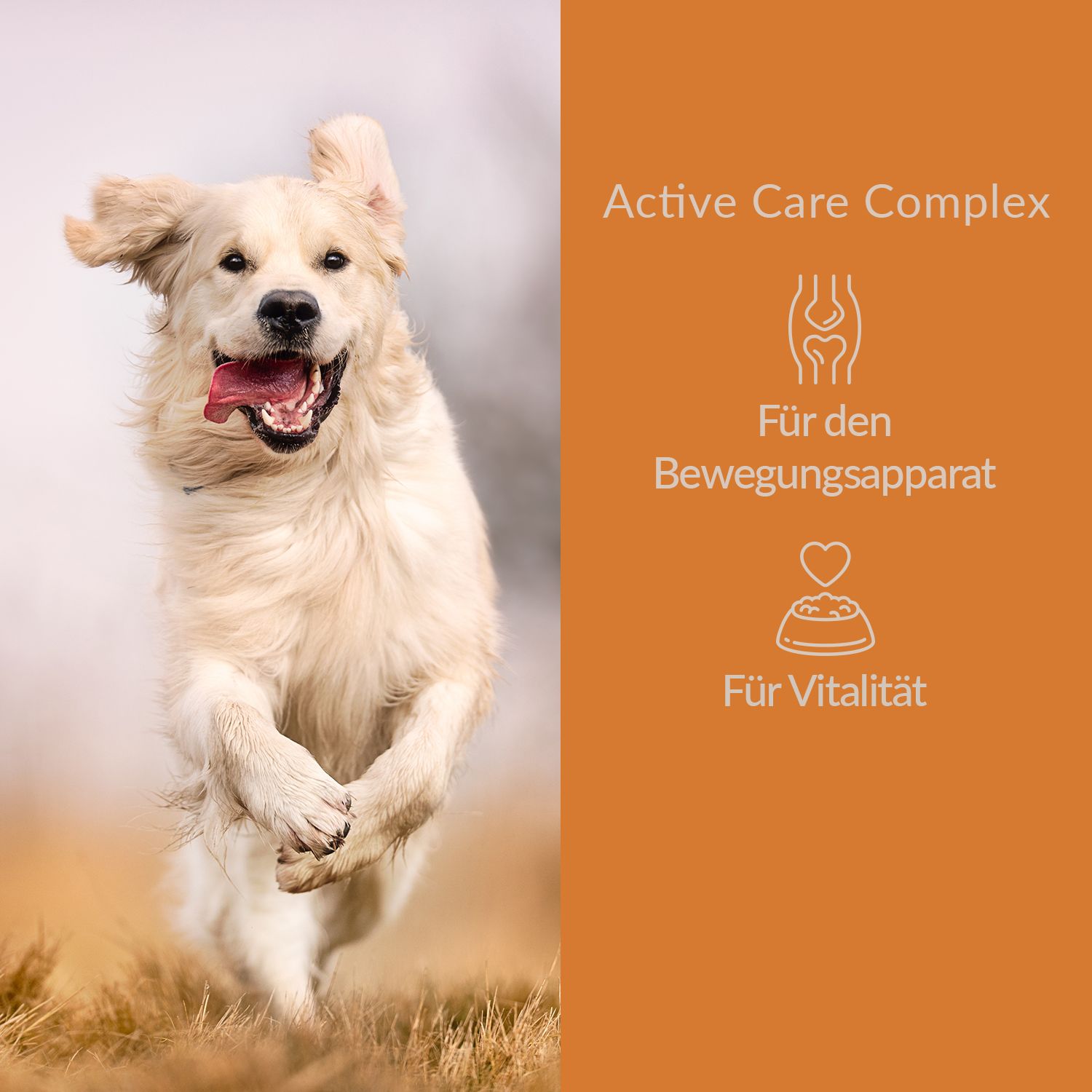 Dogcs Active Care Complex mit Kollagen & Grünlippmuschel