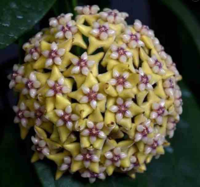 Hoya coriacea (fleur de porcelaine, fleur de cire) jaune - taille pot de 2 litres - 20/40 cm