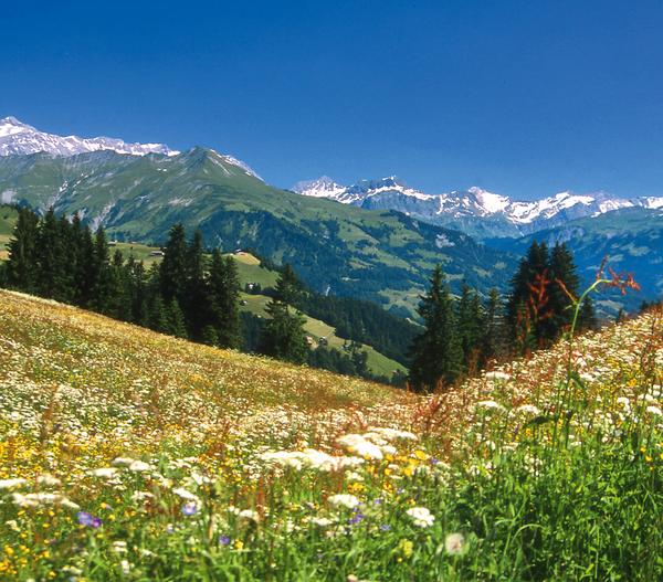 Dehner Bio Bergwiesenheu, 1,25 kg