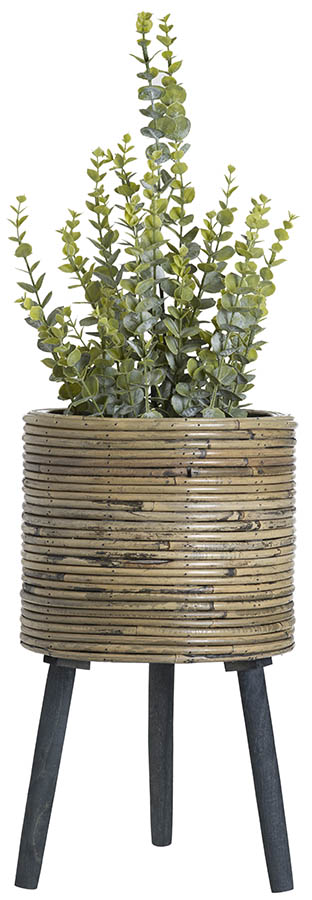 Wilma plante 63 cm