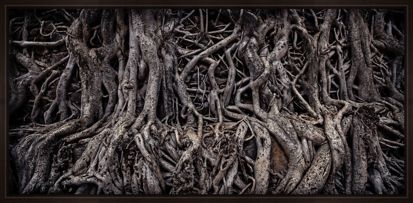 Banyan Tree by Farin Urlaub - Limited Edition. Edition of: 100. Signed.
