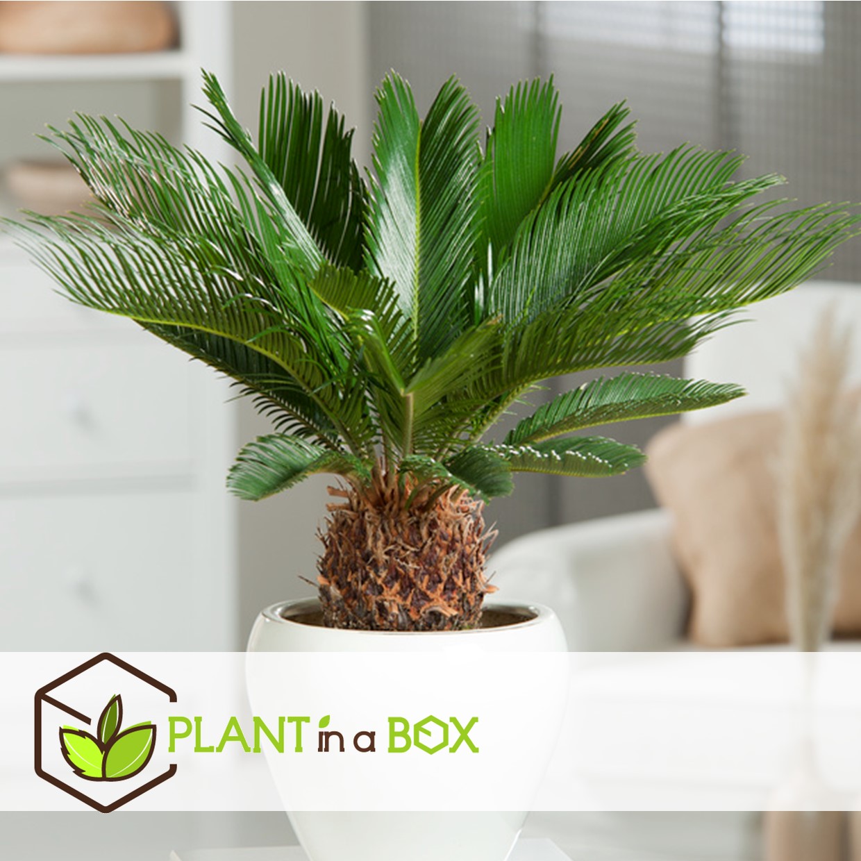 Cycas revoluta - set de 2 - palmier fougère - pot 15cm - hauteur 45-60cm