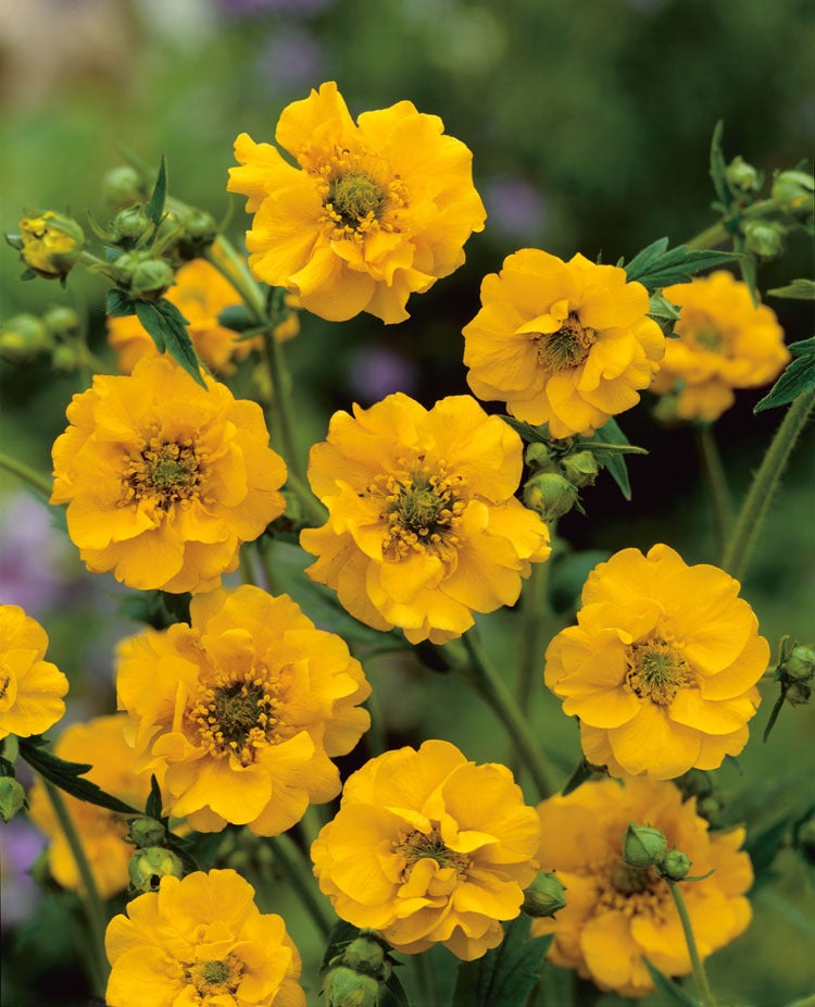 Nagelkruid (Geum chiloense 'Lady Stratheden') D 9 H 10 cm