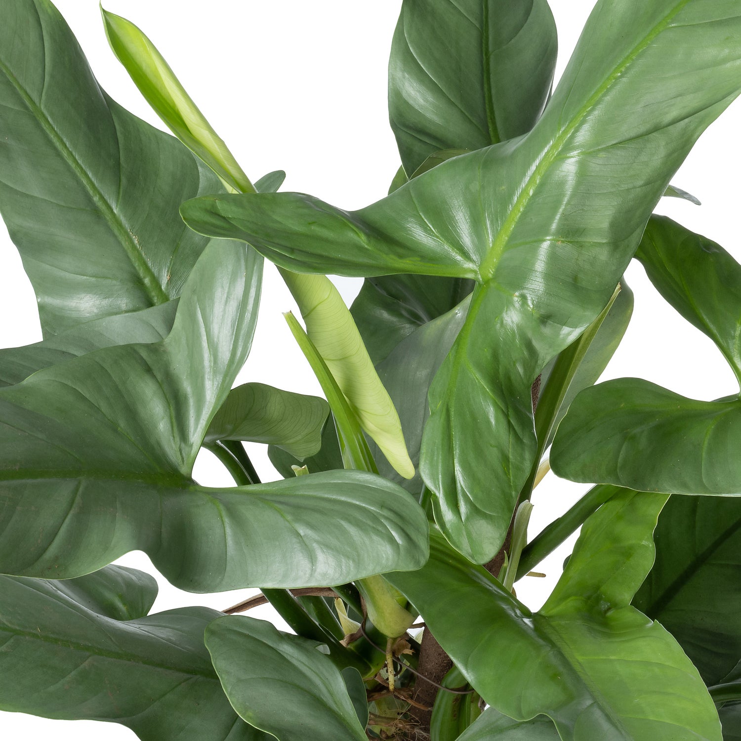 Philodendron op duurzame klimstok (Philodendron 'Silver Queen') D 19 H 70 cm