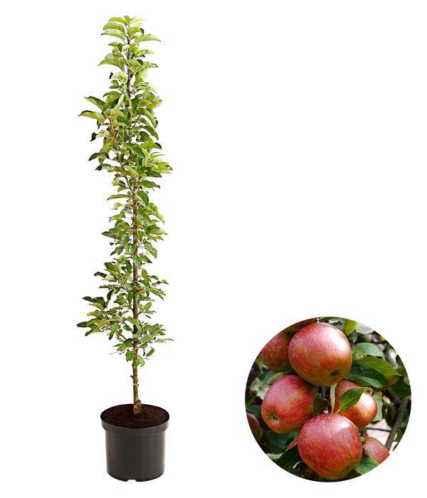 Säulenapfel 'Starcats'