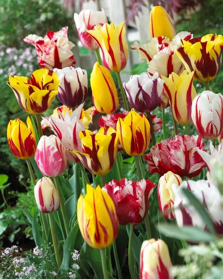 Tulipa gesneriana (Rembrandt-Group) Tulipan 'Rembrandt' miks