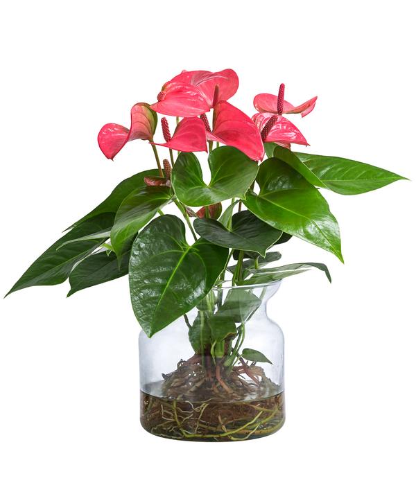 Waterplant Flamingoblume im Glas - Anthurium
