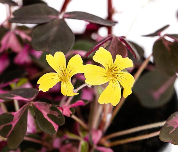 Sauerklee - Oxalis vulcanicola 'Plum'