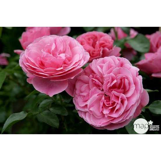 Rosier buisson 'Léonardo da Vinci®' (Meideauri) : pot de 5 litres