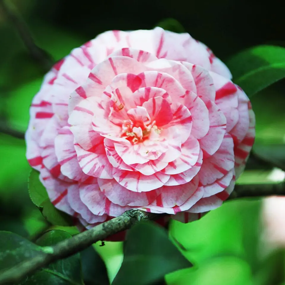 Japanse Roos - Set van 2 - Camellia 'Bonomiana' - Hoogte 50-60cm - ⌀15cm