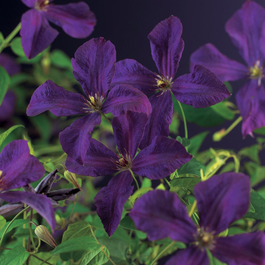 Bosrank (Clematis viticella 'Polish Spirit') D 16 H 75 cm