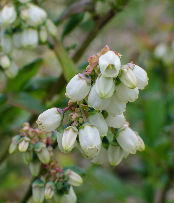 Bio Heidelbeere 'Little Blue Wonder'