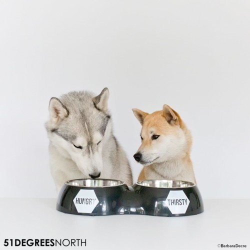 Comedouro duplo de design exclusivo para animais de estimação na cor preta.