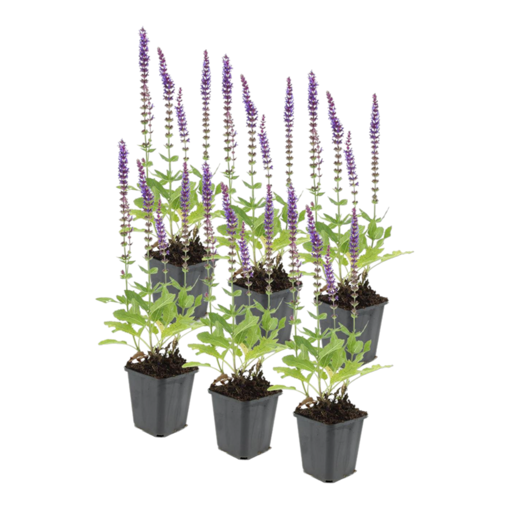 Lavande 'ostfriesland' - lot de 6