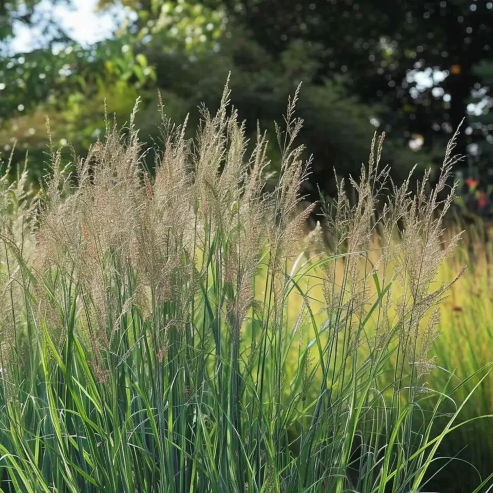 Vingergras - Panicum virgatum 'Northwind' - Hoogte 40-60cm - ⌀23cm