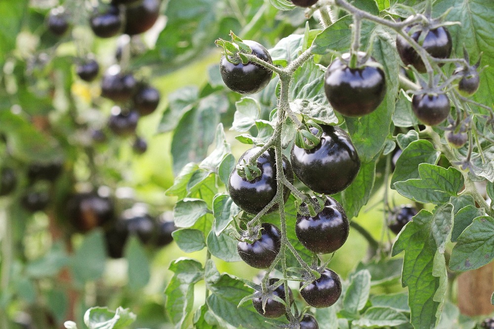 Bio - tomate - cerise noire - 10 graines - avec substrat - solanum lycopersicum