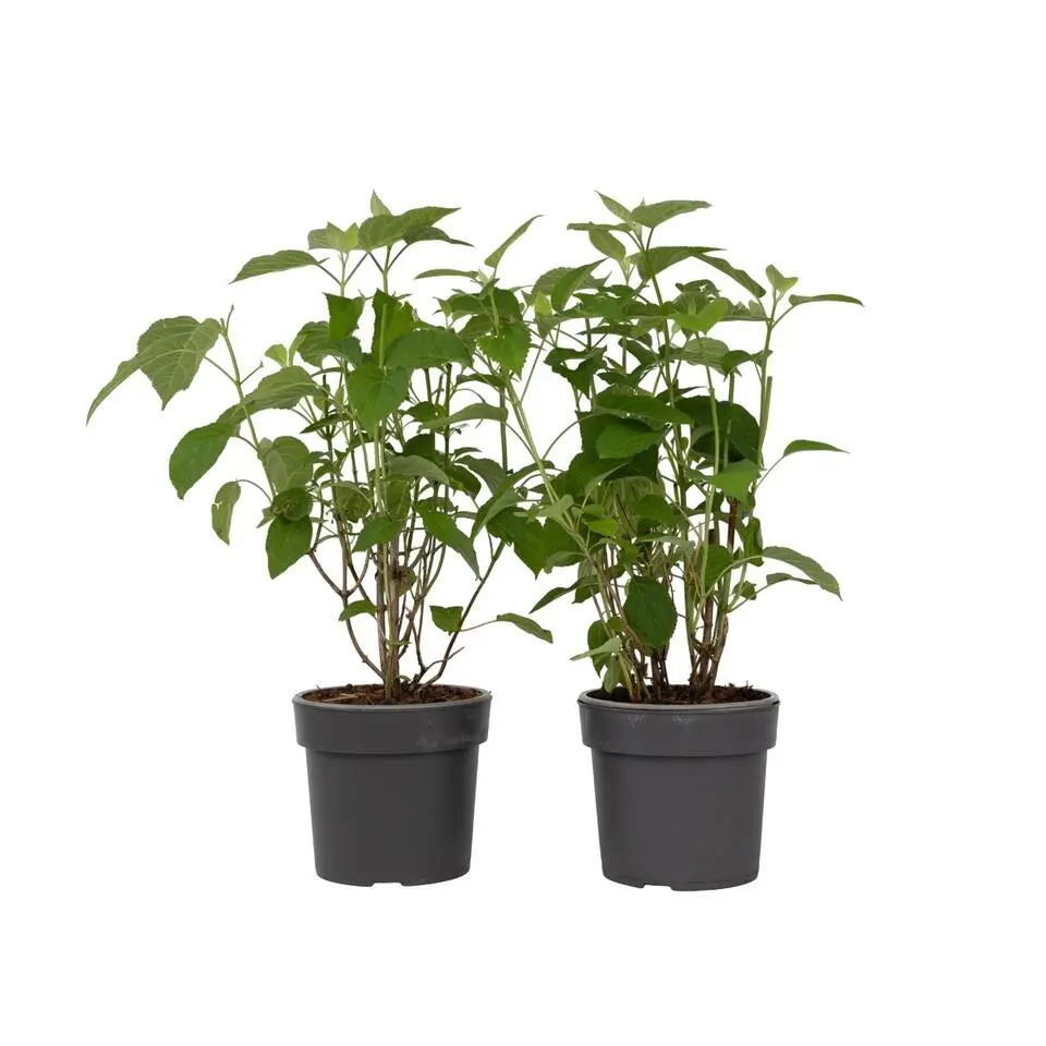 Bolhortensia - Set van 2 - Hydrangea 'Strong Annabelle' - Hoogte 30-40cm - ⌀19cm