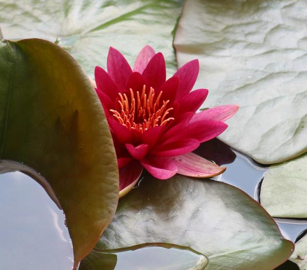 Seerose, ca. Ø11 cm