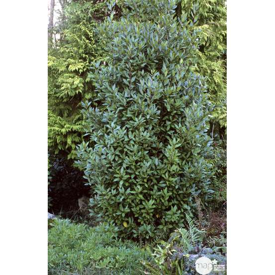 Laurus nobilis: hauteur 100/125 cm conteneur 10 litres