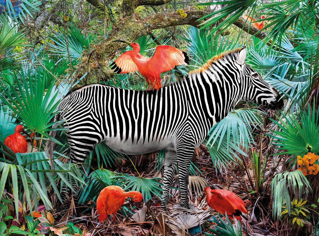 Ibises & Zebra by Pat Swain - Limited Edition. Edition of: 150. Signed.