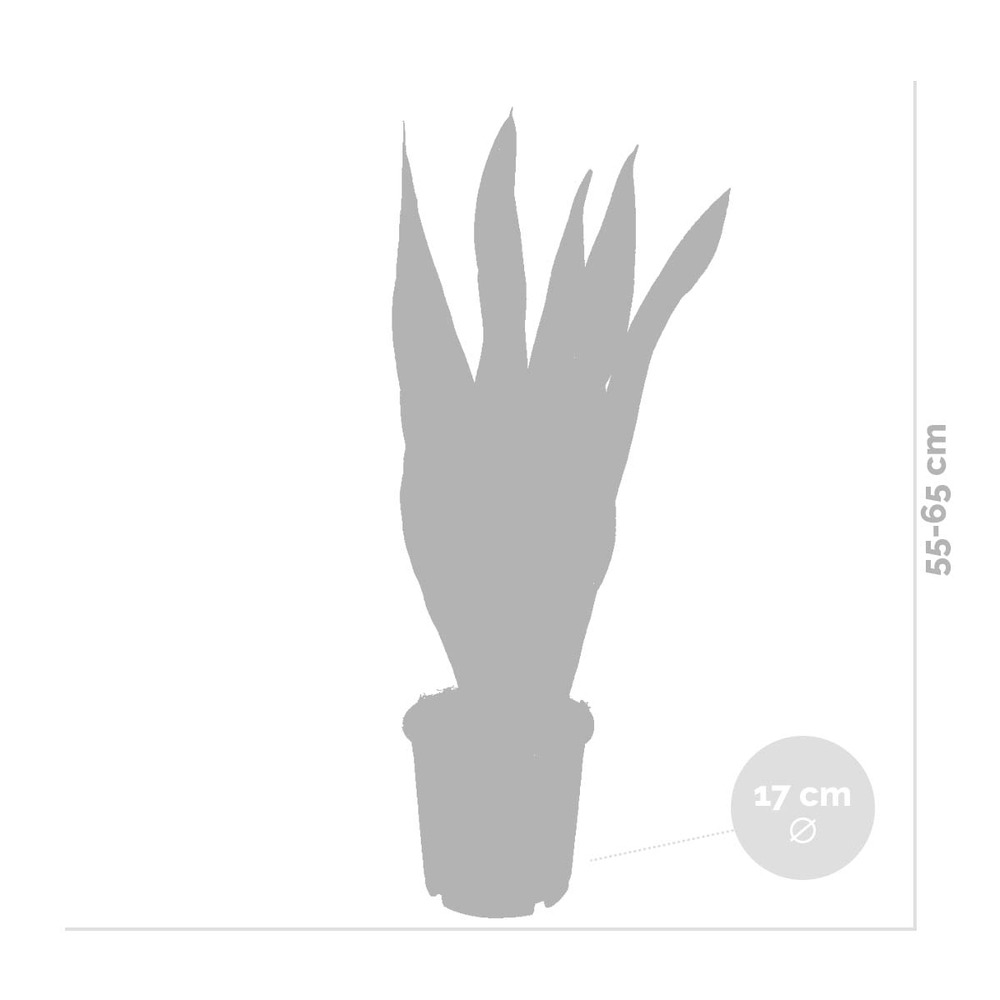 2x sansevieria 'laurentii' xl – langue de dame – succulente – facile à entretenir – ⌀17cm – ↕55-65 cm