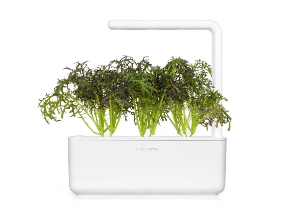 Click & Grow SGR77x3, Spiselig plante, Leaf mustard (Red Frill), Startsæt, 7 - 14 dage, 18 - 24 °C, 3 stk