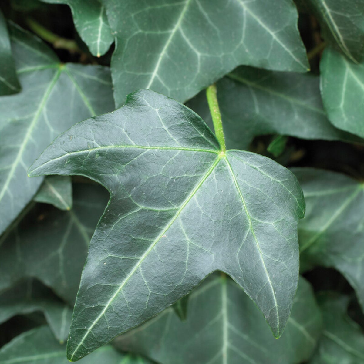 Bloomique – Hedera Helix – Kleinbladige klimop – Groenblijvend – Klimplanten – Tuinplanten – Winterhard – Potmaat 15 cm – Hoogte 70–80 cm