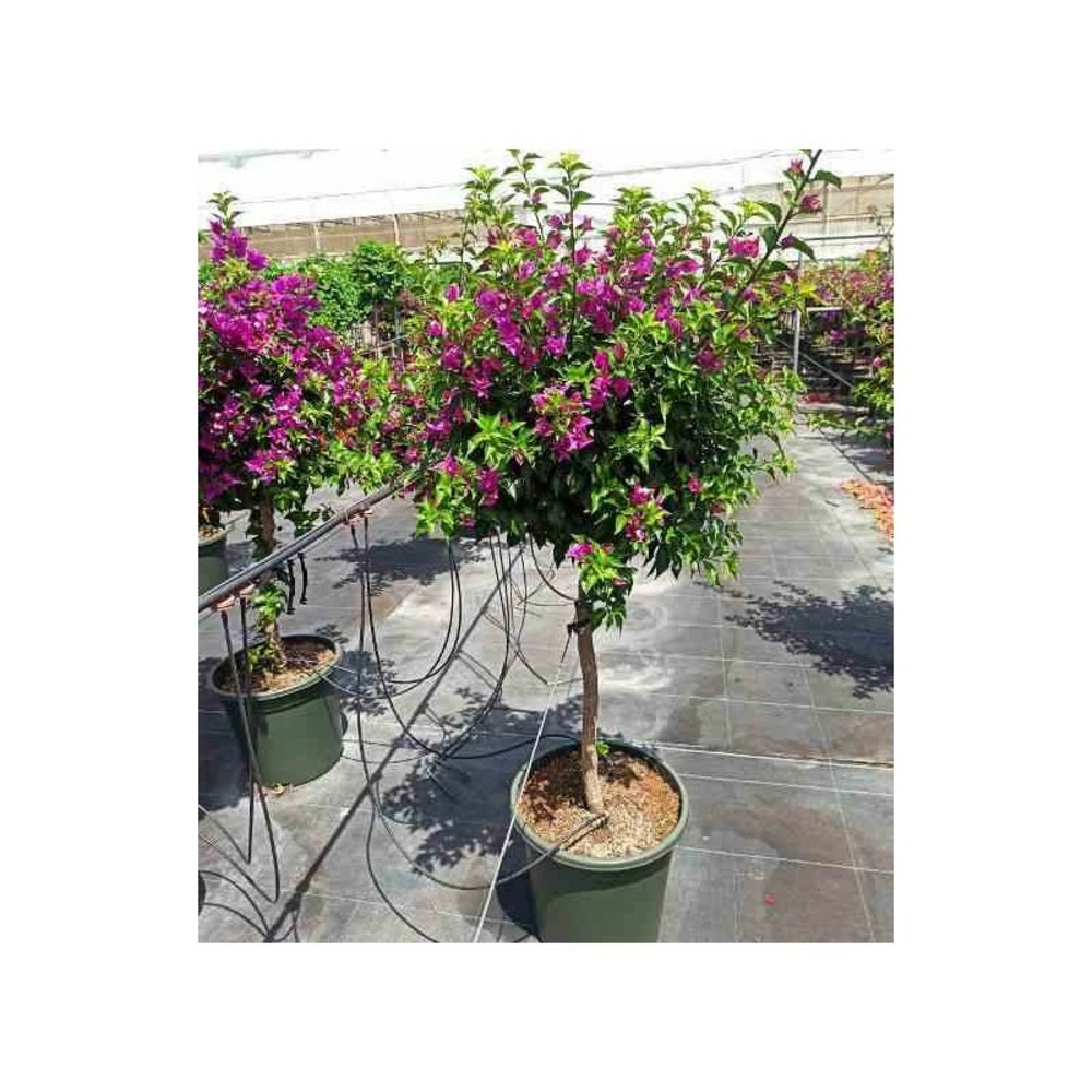 Bougainvillea vera (bougainvillier très florifère) taille pot de 35l - boule -130/150cm