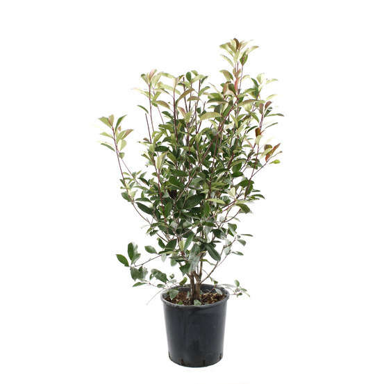 Photinia red Robin H125/150cm- pot 18L