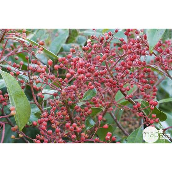 Photinia x fraseri ' Red Robin ' : H 175/200 cm ctr 35 litres