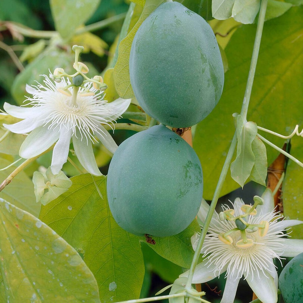 2x passiflora elliot – passiflore – plante grimpante – facile d'entretien - ⌀15 cm - ↕60-70 cm