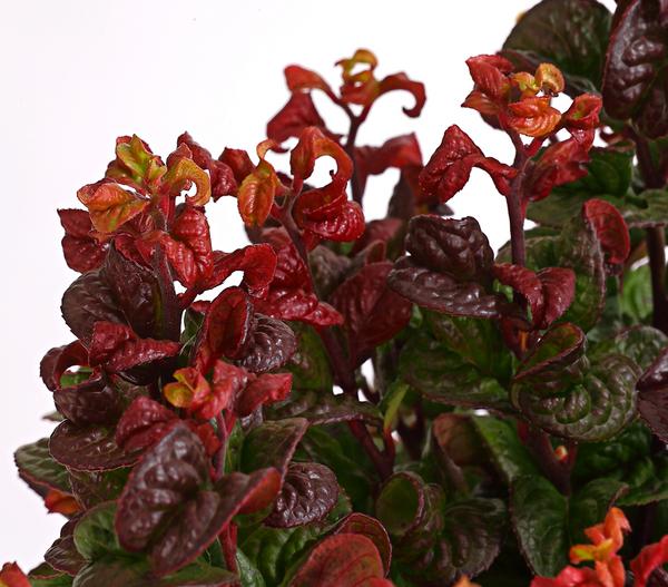 Traubenheide 'Curly Red'