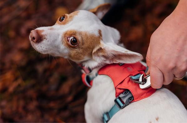 RUFFWEAR® Hundegeschirr Hi & Light™ Harness