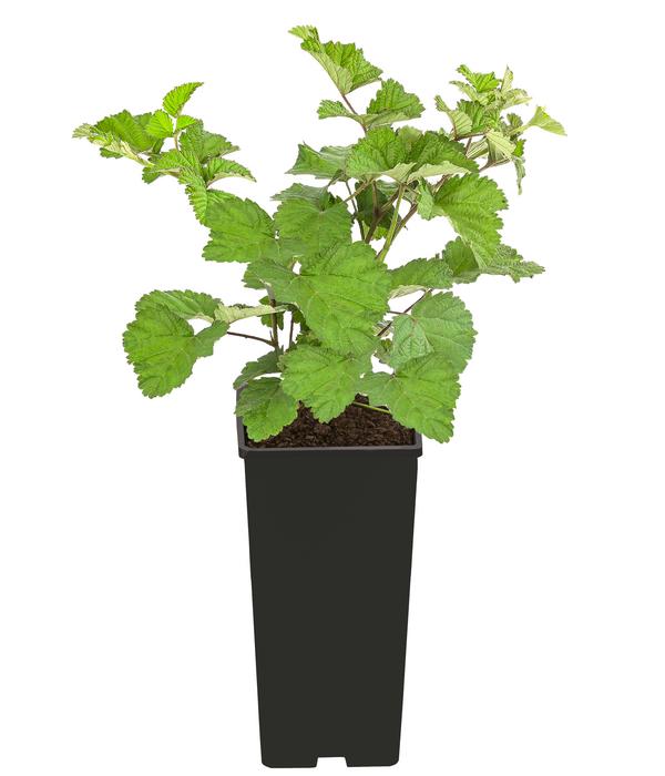 Himbeere 'Dorman Red'