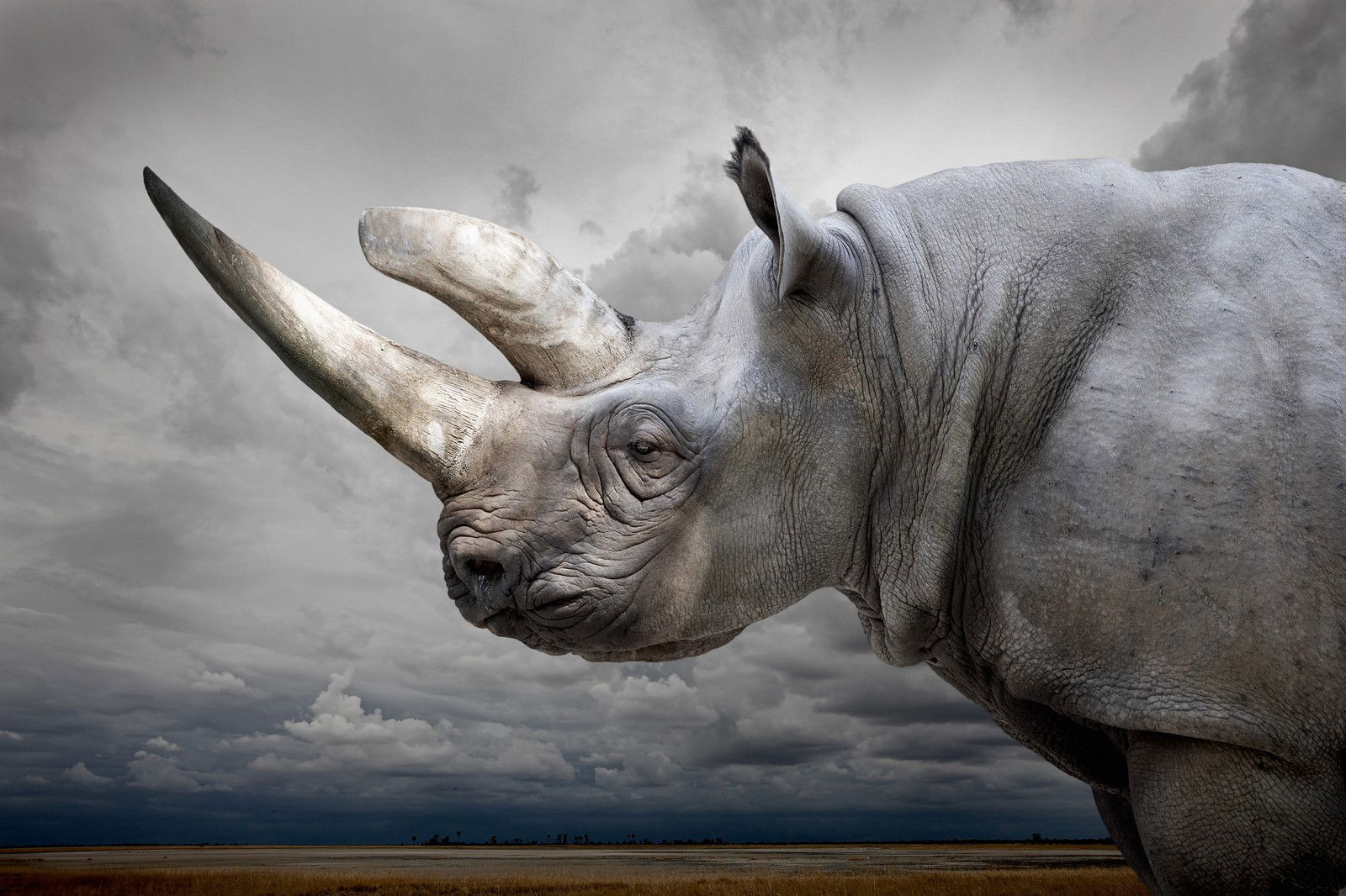 Black Rhino with Sky by Horst Klemm - Limited Edition. Edition of: 100. Signed.