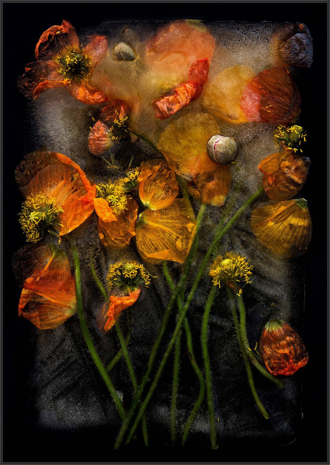 Poppies by Bruce Boyd - Limited Edition. Edition of: 150. Signed.