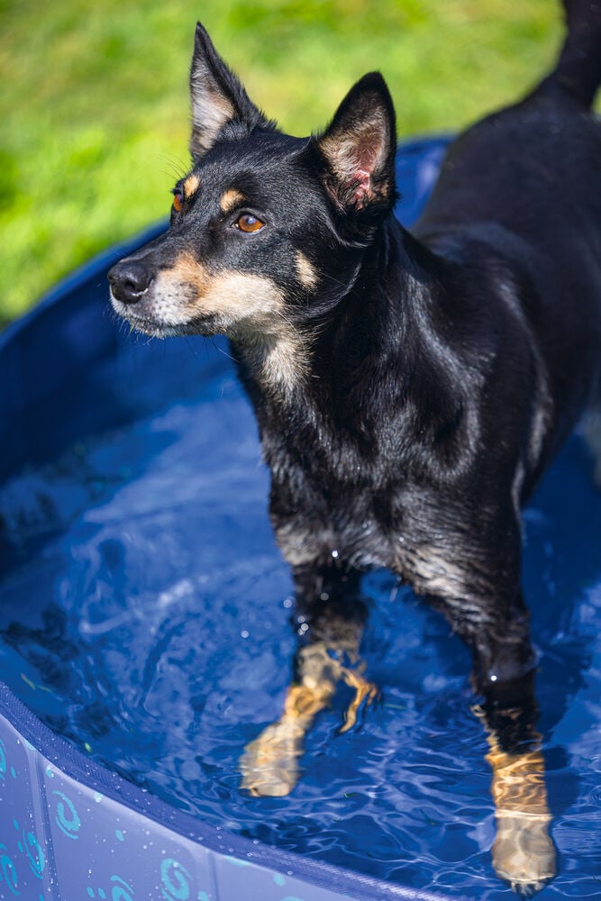 Beeztees - Hondenzwembad -Waterspeelgoed - blauw - 30x120x11.1 cm - M