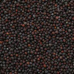 Moutarde Noire Graines Bio en Vrac 250g Vrac Bio