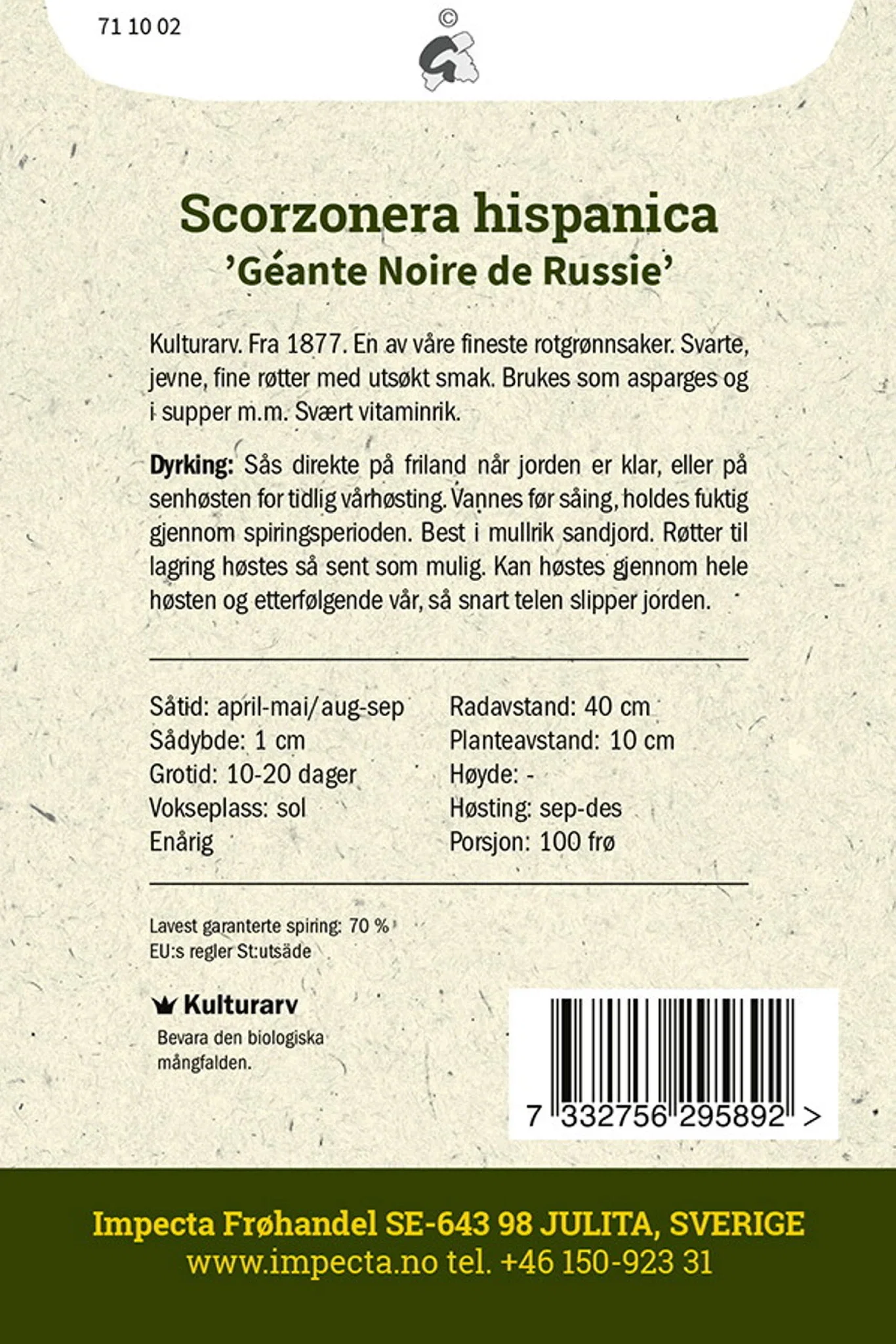Scorzonera hispanica 'Géante Noire de Russie' Svartrot 'Géante Noire de Russie'